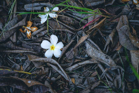 White flowers on the dry grass