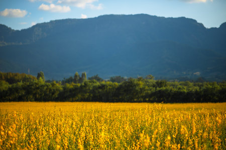 Thung Po Thung address Agricultural area Economic cropsの写真素材