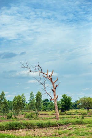 A dry tree with no leaves in the middle of the field.