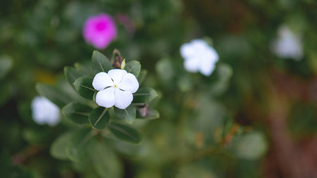 Catalentus flower, white, brightly beautiful, green leaves