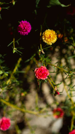 Flowers red, and yellow, small, beautiful, bright.