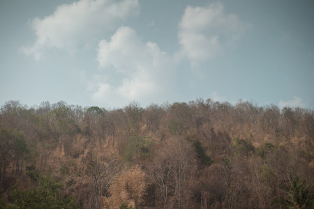 Trees on the mountain during the dry season with dry, hot weatherの写真素材
