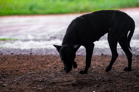 A black dog sheltering,from the rain. On a rainy day.の写真素材