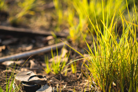A young grass plant with sunlight falling on the leaves. There is warm light.