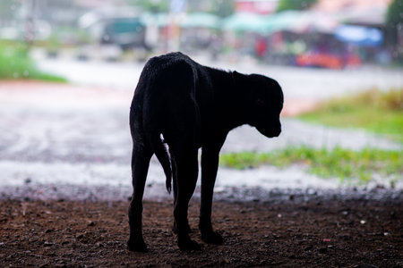 A stray dog, a black body, that is not fat, starving. I found a place to shelter from the rain on a heavy rainy day.の写真素材