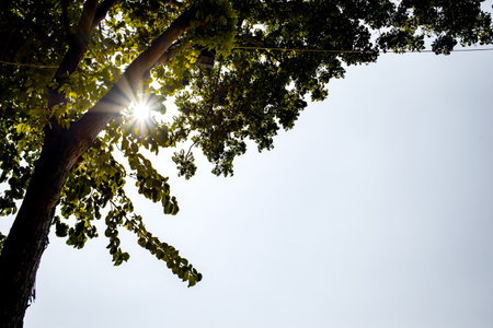 The light from the sun shining through the leaves is a silhouette.