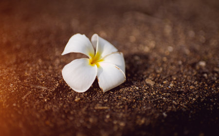 Relawadee flowers, close-up shot white, beautiful, fresh, lying on the ground, brown.の写真素材