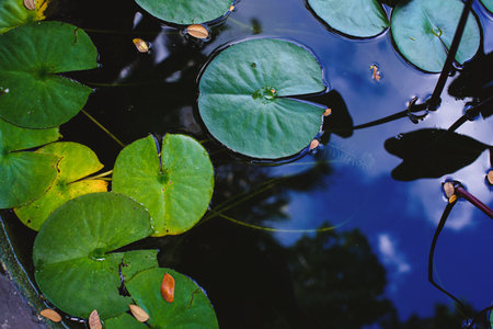 Lotus leaves are green floating on the surface of the water.の写真素材