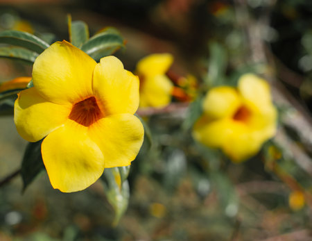 Beautiful bright yellow winter flowers with beautiful colors.の写真素材
