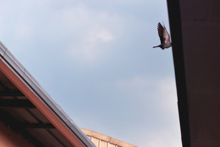 Birds that fly between the roofs of houses live on the roofs of houses.の写真素材