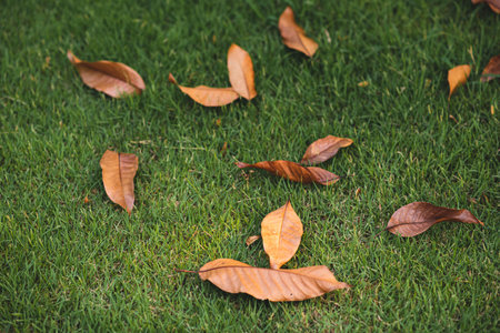 number of dried leaves on the green grass in the lawn look strikingly beautiful.
