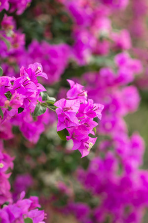 The flowers on the tree, on the side, in the park are a beautiful nature.