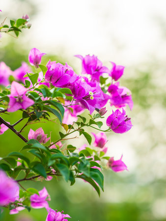 The flowers are beautiful, in the public park.