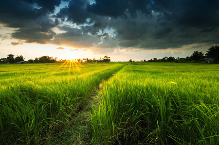landscape of farm before sunset.