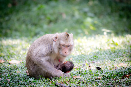 Monkey mother is breastfeeding in the wild.の写真素材