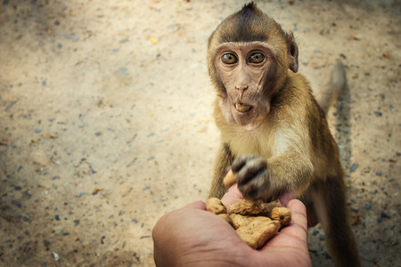 Monnkey looking at a cameraの写真素材