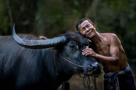 The bond between farmer and his buffalo.の写真素材