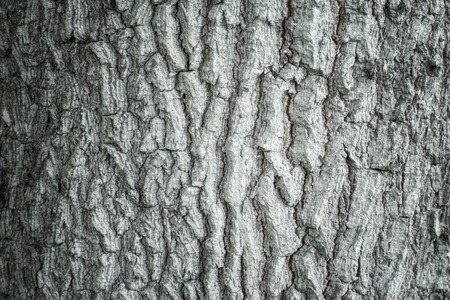 Bark backgroundの写真素材