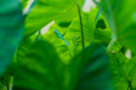 Taro plant backgroundの写真素材