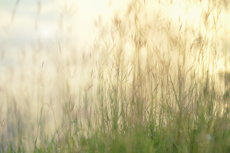 grass blur background for template art-designの写真素材