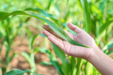 people care cron-plant in farmの写真素材