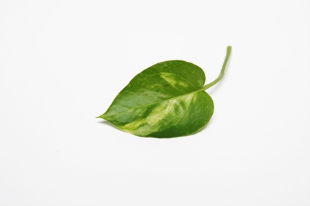 Betel leaf spot