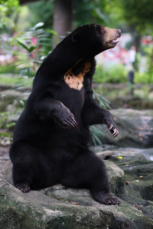 black baerの写真素材