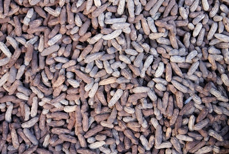 peanuts. の写真素材