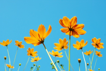Yellow Cosmos flower and blue skyの写真素材