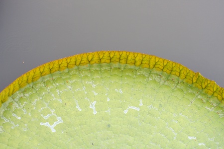 victoria lotus leafの写真素材