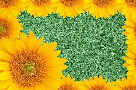 sunflower frameの写真素材