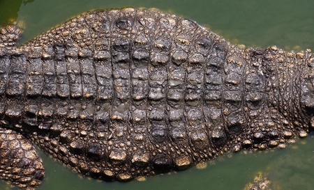 crocodile skinの写真素材