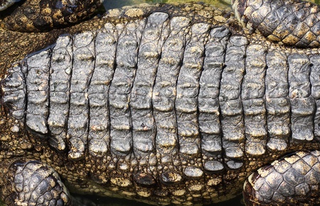 crocodile skinの写真素材