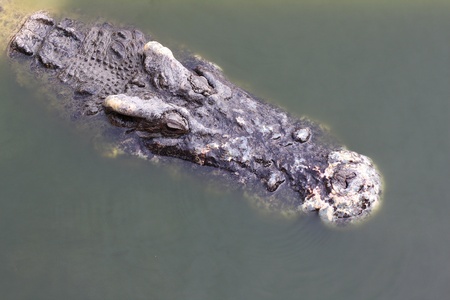 crocodile in the zooの写真素材