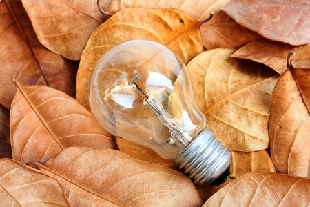 lightbulb on dry leaf の写真素材