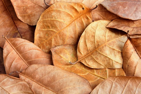 Dry leafs. の写真素材