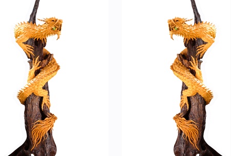 gold dragon on white background の写真素材