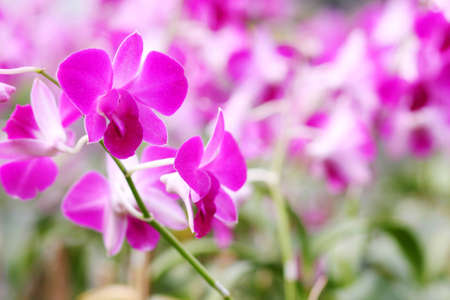 Beautiful purple orchidの写真素材