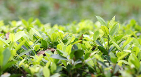 Vibrant green leaves in spring の写真素材