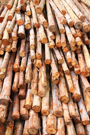 Timber for construction の写真素材