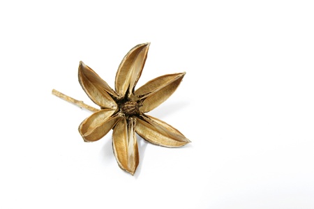 Star-shaped seeds  
