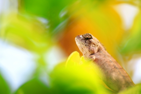 Bearded Dragon on green leafの写真素材