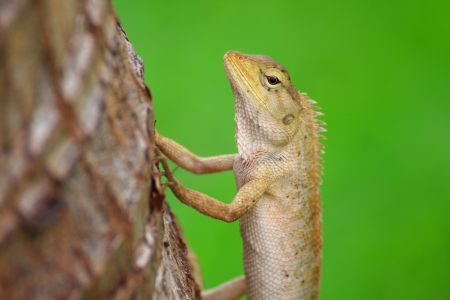 Bearded Dragon on treeの写真素材