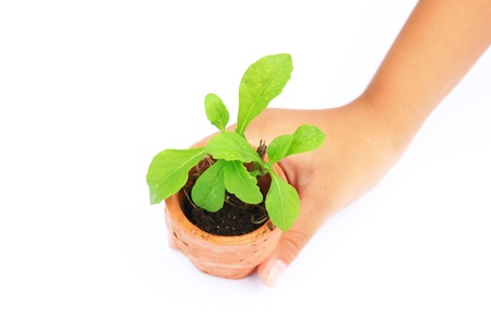 young plant in hands on white backgroundの写真素材