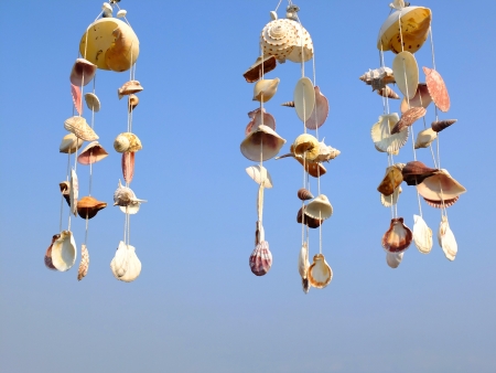 curtain shells on blue backgroundの写真素材