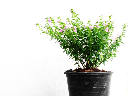 young plant isolated on the white backgroundの写真素材