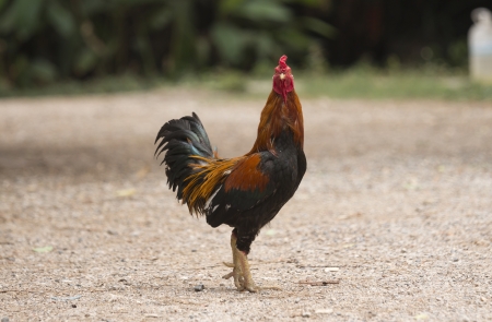 Thai gamecockの写真素材