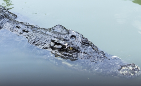 Eye of alligatorの写真素材