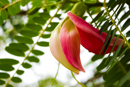 Agasta,Sesban,Red flowers Fresh from the beginningの写真素材