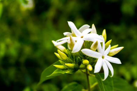 Arabian jasmine with white on the colorful nature.の写真素材